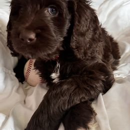 Bernedoodle, Cockapoo, and Goldendoodle Puppies from Avery Doodle Day LLC