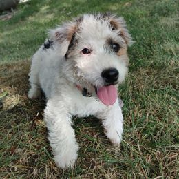 Winnie - Russell Terrier
