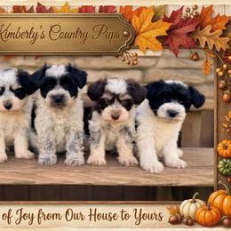 Purple - Liver female Miniature Schnauzer puppy in Albany, Louisiana from Kimberly's Schnauzers