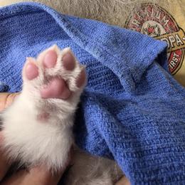 Pembroke Welsh Corgi Puppies from Dash'n Corgis of AZ