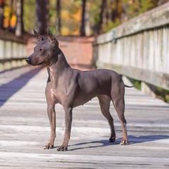 Siren - American Hairless Terrier