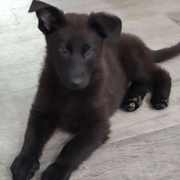 Boy 3 - Blue Collar - Black male German Shepherd puppy in Fairmont, West Virginia from vom Haus Regenbaum