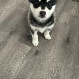 Boy 2 - Black and white male Alaskan Klee Kai puppy in Beverly Hills, Florida from Lucky Charm Klee Kai