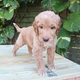 Orion - Cream male Goldendoodle puppy in Palmetto Bay, Florida from SOMIDOODLES