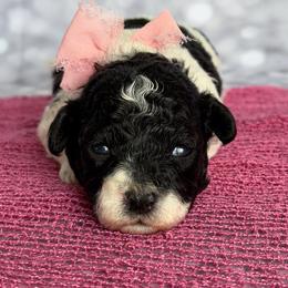 Sparrow - Parti female Poodle puppy in Monroe, North Carolina from Toy Poodle Shenanigans