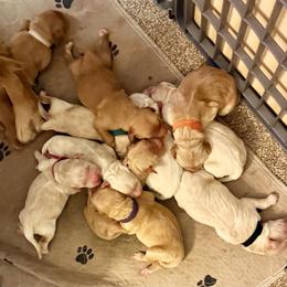 Sky blue collar - Light golden male Golden Retriever puppy in Indianapolis, Indiana from ZuGolden Retrievers & Doodles