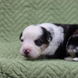 Miniature American Shepherd Puppies from AKC Emerald Minis