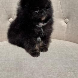 Frankie - Black male Pomeranian puppy in Canandaigua, New York from Fingerlakes Pomeranians
