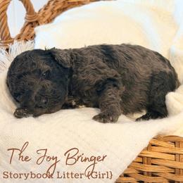 The Joy Bringer - Merle female Goldendoodle puppy in Livermore, Colorado from Heritage Hills Family Doodles
