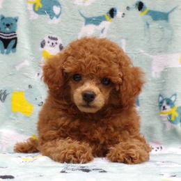 Mateo - Red  male Poodle puppy in Hurricane Mills, Tennessee from Scenic Hills Kennels