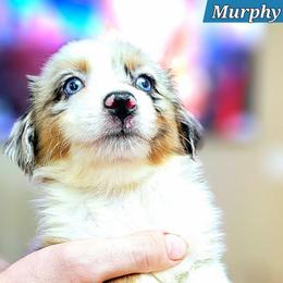 Murphy - Blue merle male Miniature Australian Shepherd puppy in Punta Gorda, Florida from Christie's Creekside Aussies