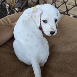 Nutmeg (Lemon Spotted) - White and lemon female Dalmatian puppy in Salem, Missouri from Paradise Spots Dalmatians