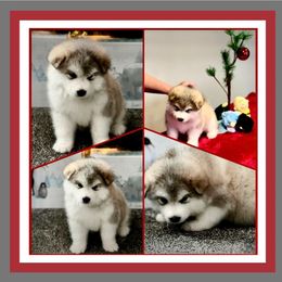 Alaskan Malamute Puppies from Windchaser Kennels