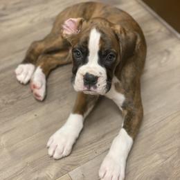 Boxer and French Bulldog Puppies from Treasure Coast Boxer and French Bulldog Puppies