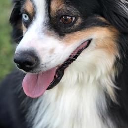 Miniature Australian Shepherds from Stonewall Ranch Aussies