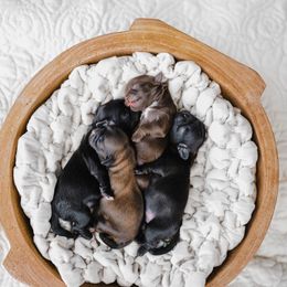 Shih Tzu Puppies from Shihtzus.Sc