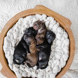 Shih Tzu Puppies from Shihtzus.Sc