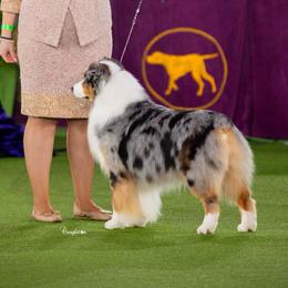 JJ - Australian Shepherd