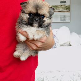 One In A Million. Price 12000( Black Mask ) - Black sabled silver male Chihuahua puppy in Santa Rosa Beach, Florida from Eva's Chihuahua