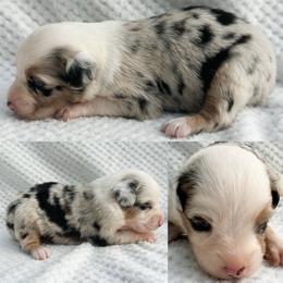 Blue Merle female - Blue merle female Miniature Australian Shepherd puppy in Brooker, Florida from Honey, I Shrunk the Aussies