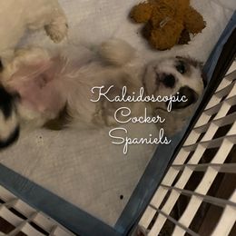 Cocker Spaniel Puppies from Kaleidoscopic Creations