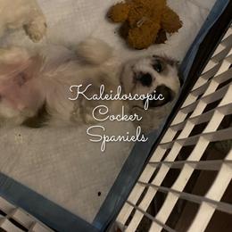 Cocker Spaniel Puppies from Kaleidoscopic Creations