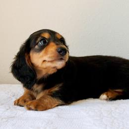 Black and Tan Long-Haired Boy - Black and tan male Dachshund puppy in Burkesville, Kentucky from Bline’s Awesome Aussies & Doxies at the Bline Family Farm