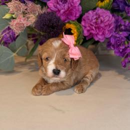 Rey - Pink - Red female Cavapoo puppy in South Jordan, Utah from Simply Sweet Paws. LLC