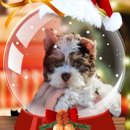 Elfie - Chocolate, tan and white male Yorkshire Terrier puppy in Gatesville, Texas from KontryKritterz Yorkies