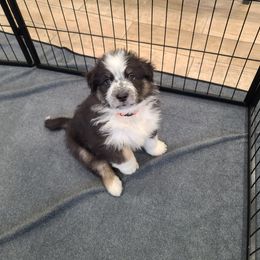 Australian Shepherd Puppies from Whitfarm Aussies