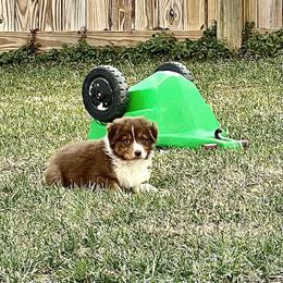 Australian Shepherd Puppies from SS Australian Shepherds