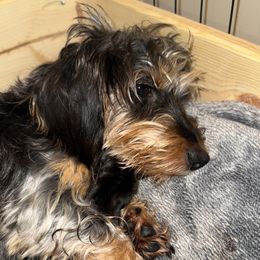 Ginger - Dachshund