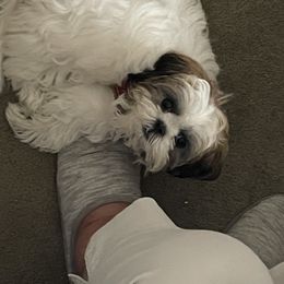 Shih Tzu Puppies from Prescious Shih Tzu’s