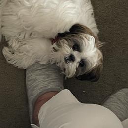Shih Tzu Puppies from Prescious Shih Tzu’s