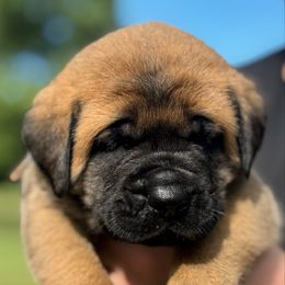 Julien - Apricot male Mastiff puppy in Carthage, Missouri from Mama’s Mastiffs