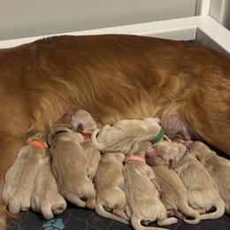 Brown - Golden male Golden Retriever puppy in Peoria, Arizona from Westwing Retrievers
