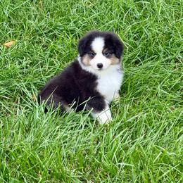 Benny - Black tri male Miniature American Shepherd puppy in Hillsboro, Kentucky from Kidd’s Miniature American Shepherds