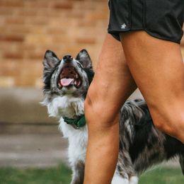 Border Collies and English Shepherds from Kefi Collie Co