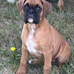 Boxer Puppies from KP Boxers