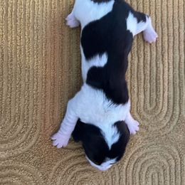 Girl 2 - Black brown and white female Basset Hound puppy in Noblesville, Indiana from Russell Bassets