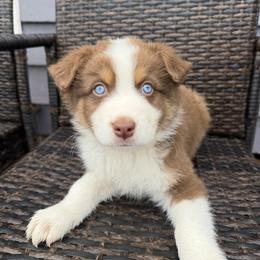 Rocky - Red tri-color male Australian Shepherd puppy in Springfield, Oregon from Shelter Cove Aussies
