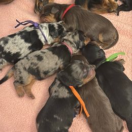 Merle Female - Purple Collar - Merle female Cavapoo puppy in Herriman, Utah from Gypsi Doodles & Poodles LLC.