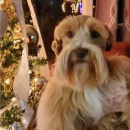 Capri - Miniature Schnauzer