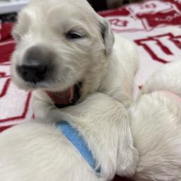 Boy Reservation 3 - Light golden male Golden Retriever puppy in Waterloo, Indiana from All 4 Paws of Pheasant Run