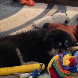 Cricket - Black tri female Miniature American Shepherd puppy in Vancouver, Washington from BonDrew's Miniature American Shepherds