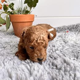 Boy 2 - Cream male Poodle puppy in Las Vegas, Nevada from Vegas Toy Poodles