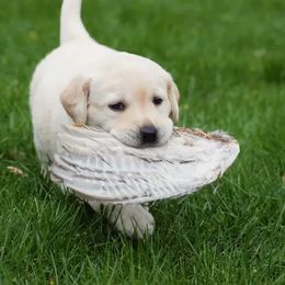 Labrador Retriever Puppies from Meritrust Labradors