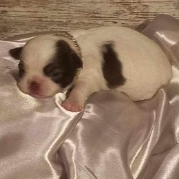 Chihuahua Puppies from Dakota Heart Chihuahuas