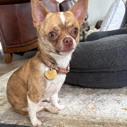 Roxie - Chihuahua