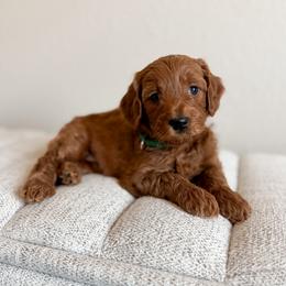 Sneezy - Green Collar - Red  male Goldendoodle puppy in Billings, Montana from Montana Raised Doodles